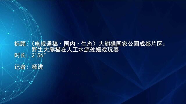 (电视通稿ⷥ›𝥆…ⷧ”Ÿ态)大熊猫国家公园成都片区:野生大熊猫在人工水源处嬉戏玩耍