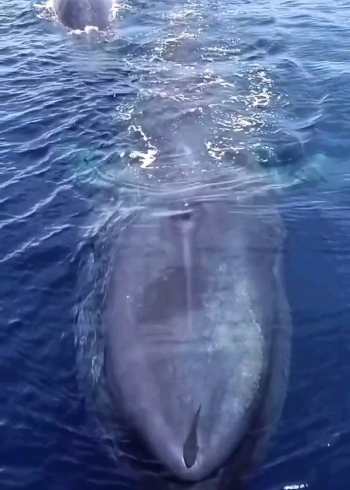 深海蓝鲸,成年蓝鲸最长可达33米!达180吨!