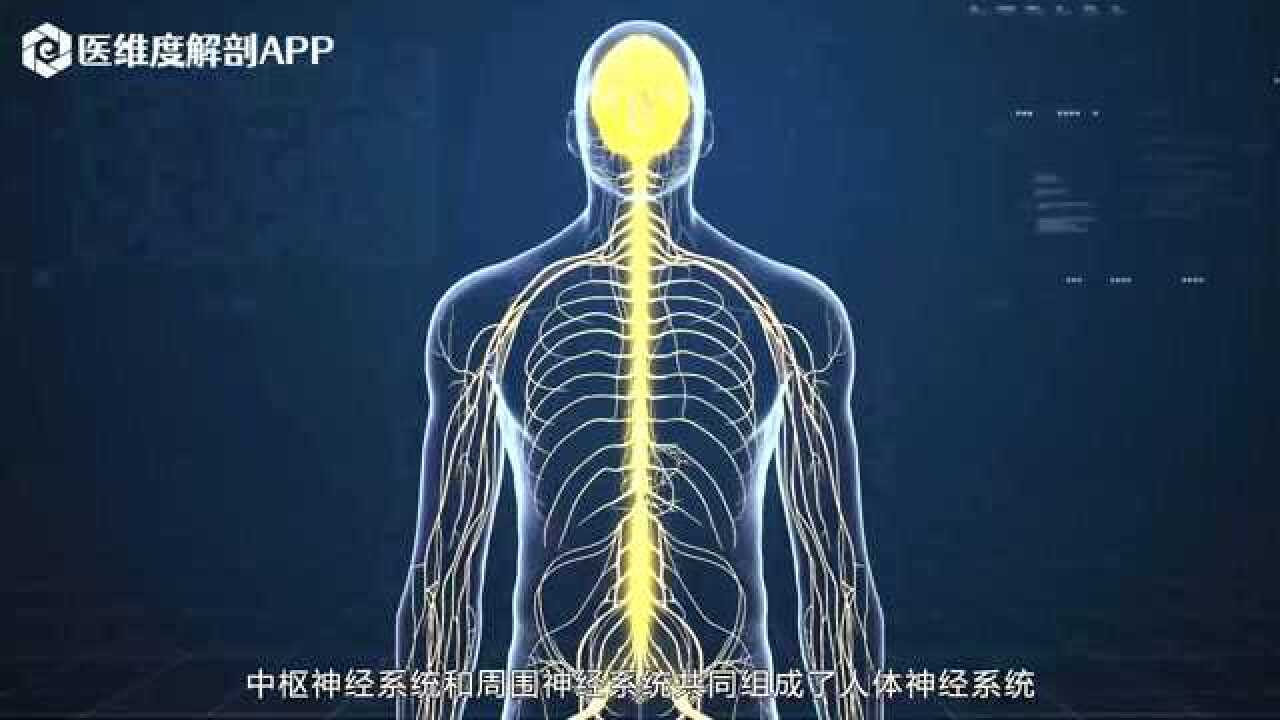 医维度3D人体解剖九大系统之神经系统_高清