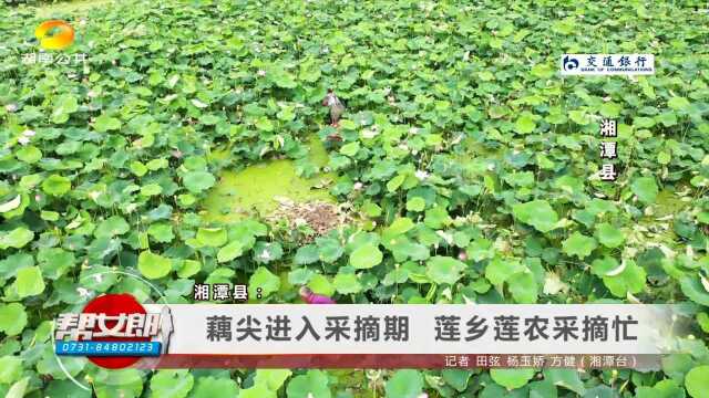 (丰收的喜悦)湘潭县:藕尖进入采摘期 莲乡莲农采摘忙 怀化洪江:杨梅树“穿新衣” 果农笑脸迎丰收