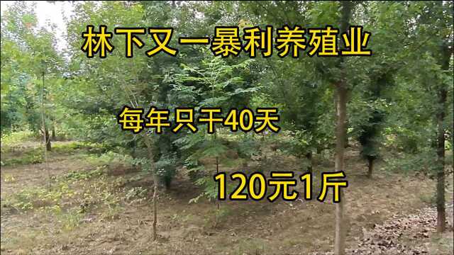 金蝉变“金钱”,1年干40天收入56万元,120元1斤,又一致富商机