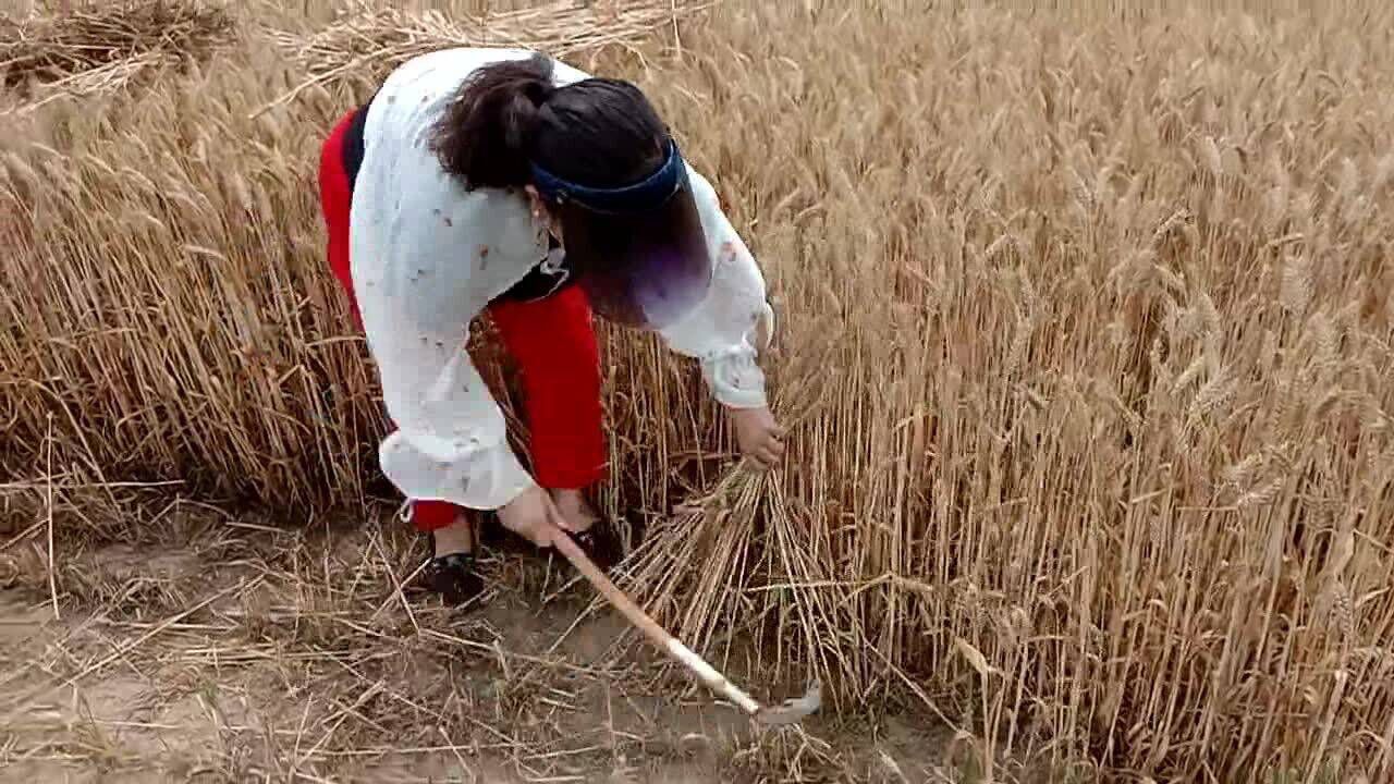 农村大姐用镰刀割小麦,仿佛看见了曾经那个年代,为什么还这么落后?