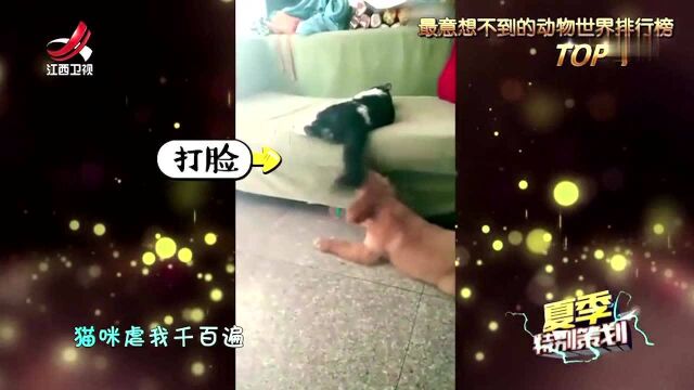 主人疯狂亲吻猫咪,猫咪一脸嫌弃:我到底做错了什么?丨幽默