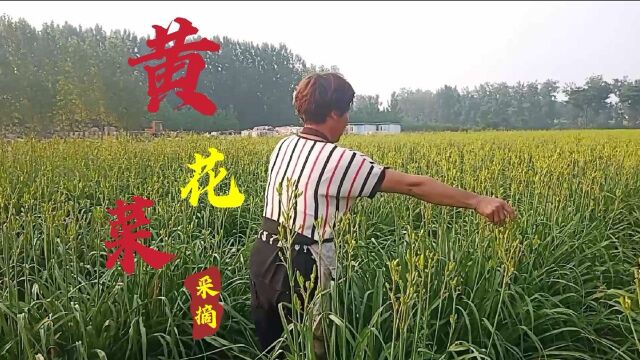 河南南阳宛城区溧河乡黄花菜采摘,一亩地收入5000块钱,效益不错