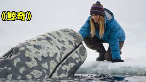 电影《鲸奇》3头灰鲸被困冰下，零下70度的低温，破冰船都开不进去