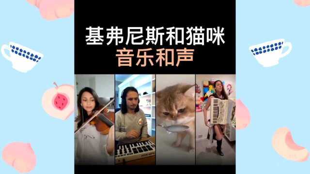 全世界猫咪大合唱,这就是有音乐天赋的小猫咪呀,赶紧去看看吧!