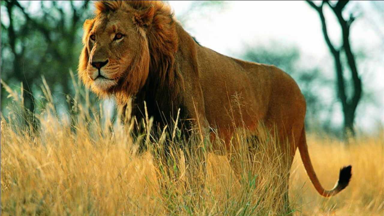 一代狮王银泰杜梅拉(上)_腾讯视频