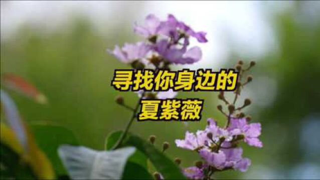 深圳紫薇花全城盛开