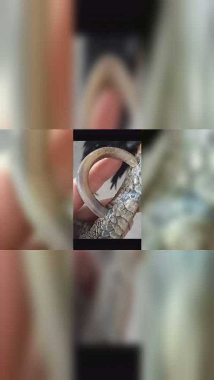 文玩鸡爪骨,极品大弯钩,招财爪,都长肉里去了,去年给一万八没卖,今年