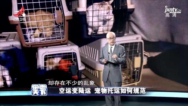 高价空运爱犬不料变成“陆运” 金毛不幸中暑死亡 宠物托运如何规范