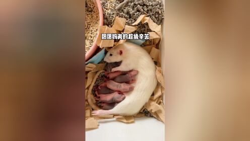 上传者:一只笨鼠时 间:2021-02-27给两只花枝鼠打扫笼子!