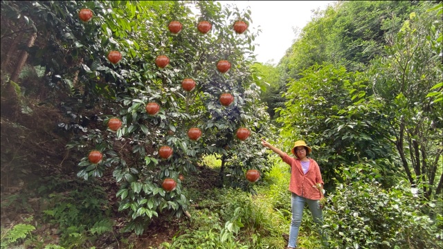 大叔投资15万种植新品种果树,靠这种果子盖起了楼房,真羡慕