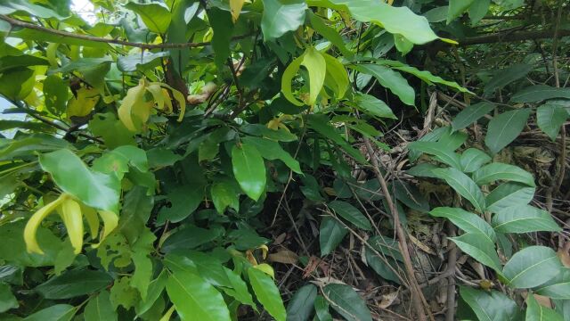 终于发现比香水还香味浓郁的植物,假鹰爪花,提练香精油的神奇植物