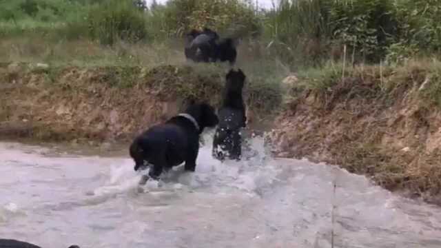 水中万犬奔腾,意大利卡斯罗,经典家庭侍卫犬