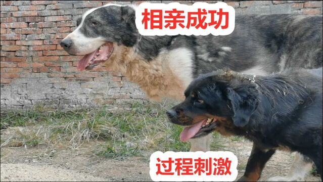 罗威纳犬相亲法斗太矮够不着,中亚巴克瞬间搞定,过程刺激