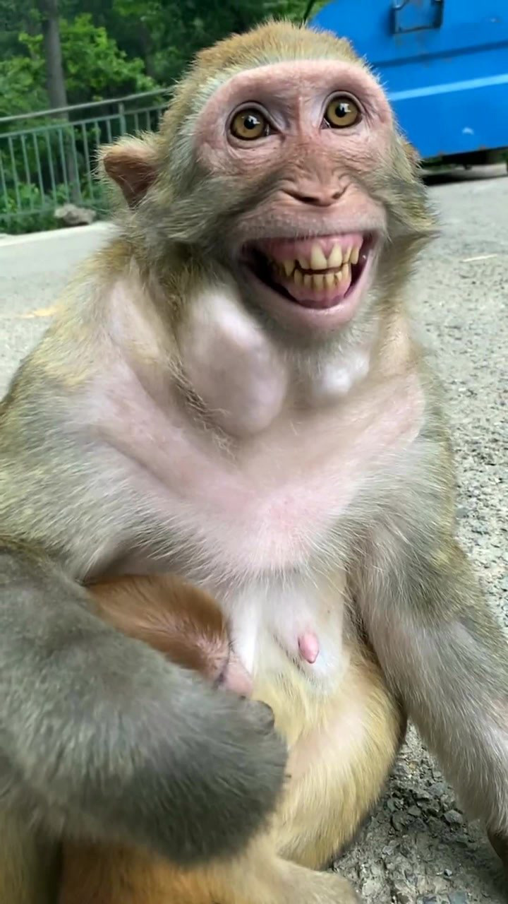 猴子龇牙笑表情包图片