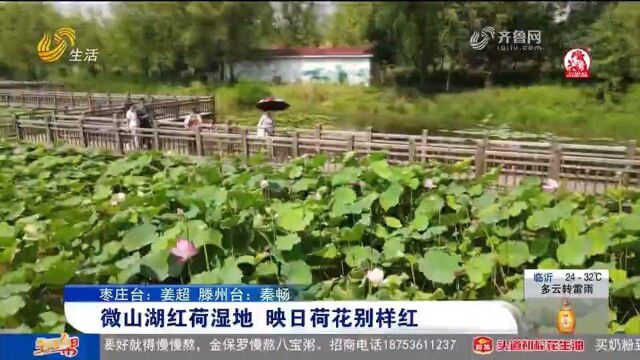 惊艳!微山湖红荷湿地大片荷花竞相绽放,白粉相间,让人流连忘返