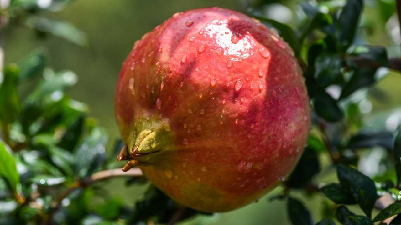 赤焰·软籽石榴——吃石榴不吐石榴籽