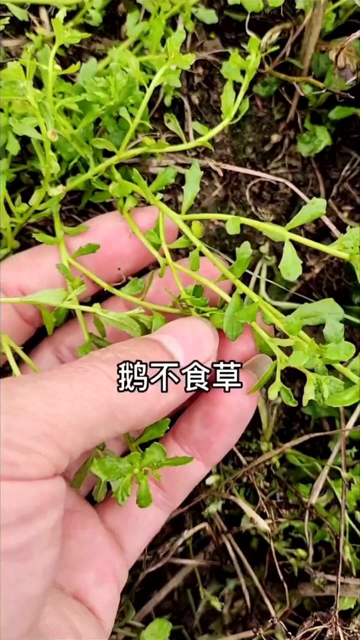 鹅不食草田间经常见到它们的身影但很多人不懂它的妙用