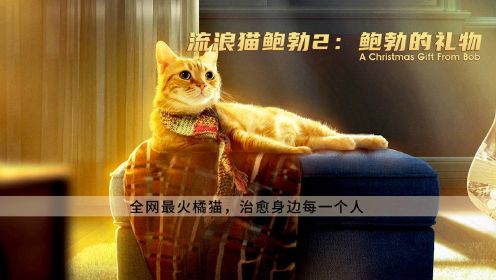 《流浪猫鲍勃2：鲍勃的礼物》：全网最火橘猫，治愈身边每一个人