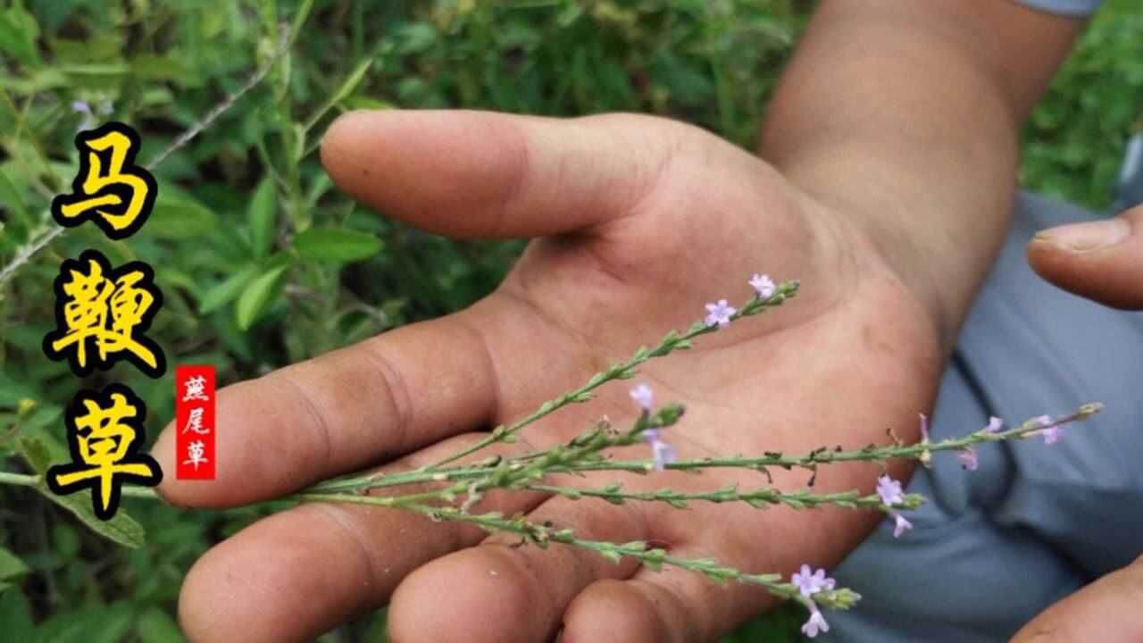 馬鞭草又名鐵馬鞭常長於房前屋後認識是寶不認識是草