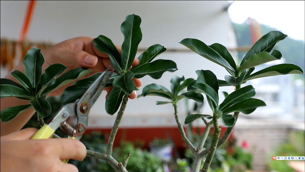 修剪沙漠玫瑰,每年只有一个"季节",错过再等一年