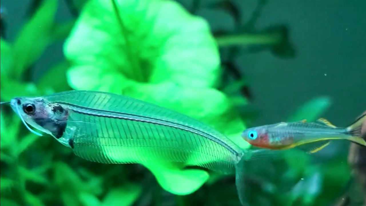 玻璃猫鱼一种内脏清晰可见的透明鱼你见过吗