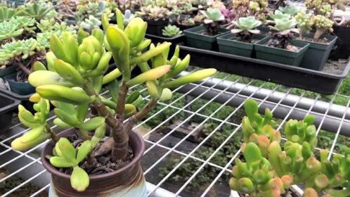 铲叶花月与吸财树的区别只要对比叶片立马分辨