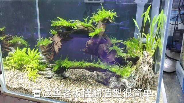 老板卖一个水草鱼缸398元,把造景布局拍下来收藏,可省不少钱