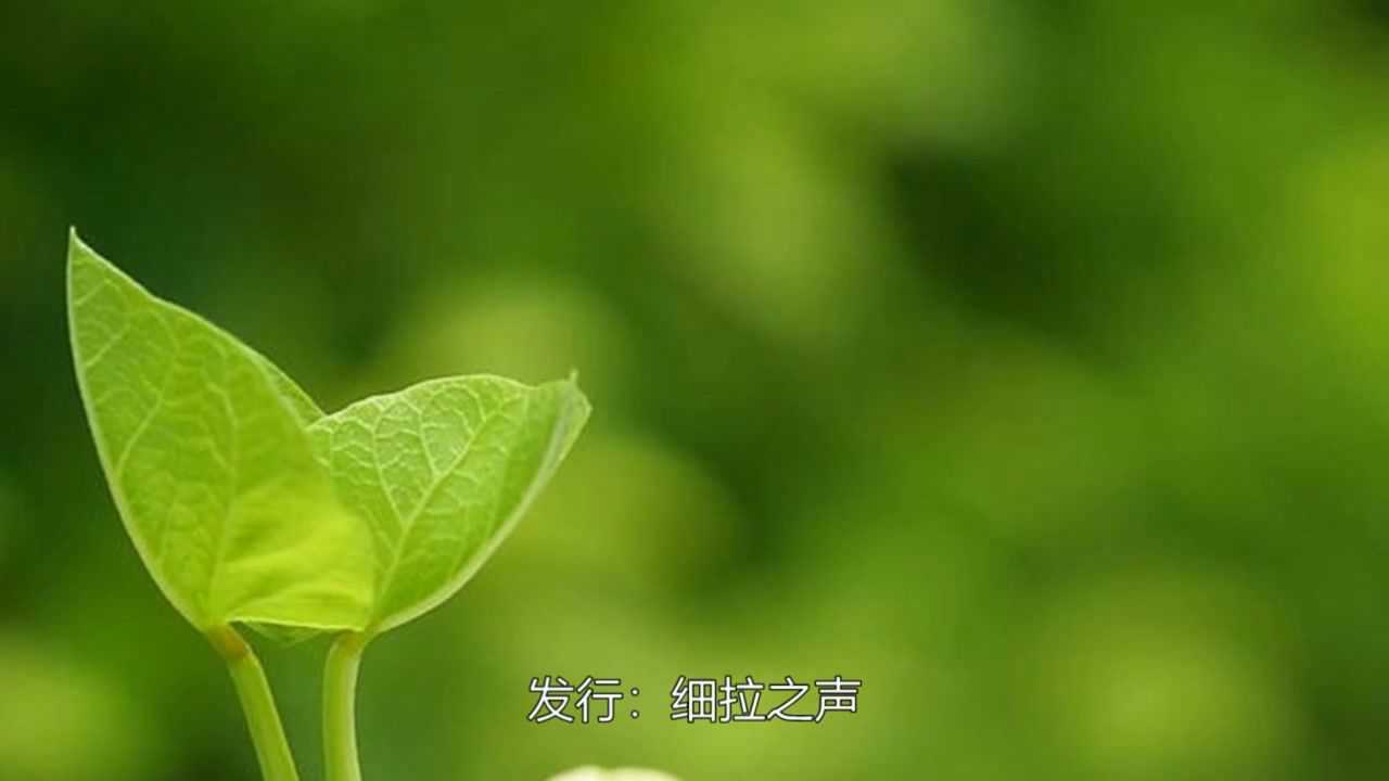 春天的嫩芽_高清10