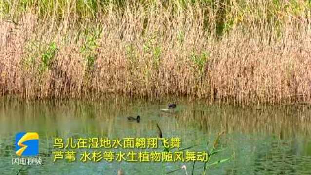 湿地秋意浓共赏好风景 济宁邹城太平国家湿地公园景色美如画