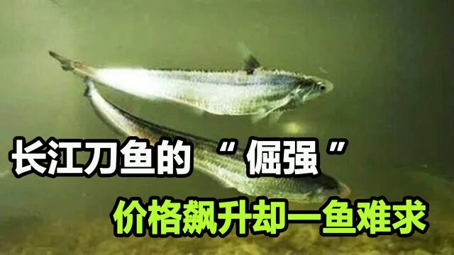 长江刀鱼的报复!从年产千吨到日捕一条,8000元价格让人高攀不起