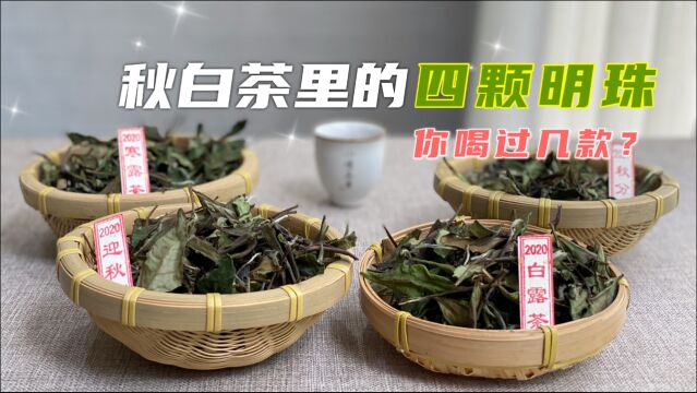 立秋茶、白露茶、秋分茶、寒露茶,秋茶里的四颗明珠,你喝过吗?