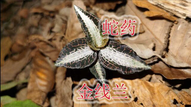 蛇药“金线兰”植物,农村俗称“金线莲”野草,大家是否见过它?