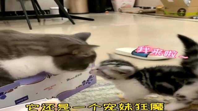 给小奶猫取名字 妹妹的名字