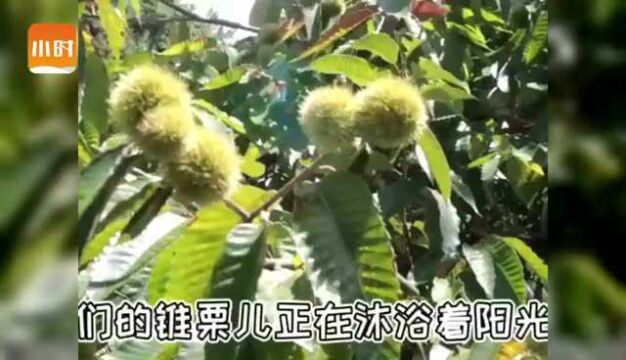 甜滋滋香糯糯,来自浙南大山的锥栗新鲜上市啦!