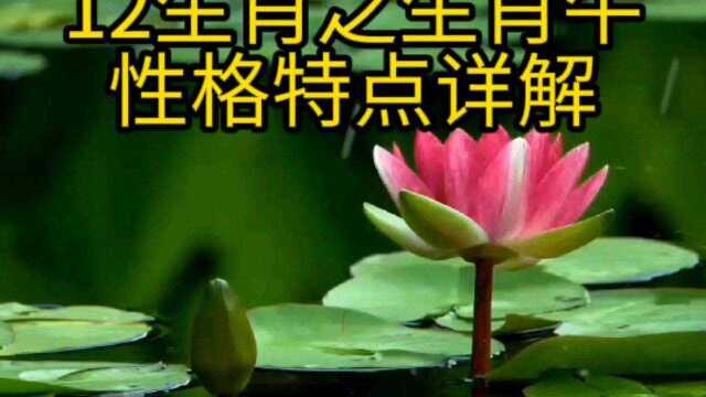 12生肖牛之性格详解