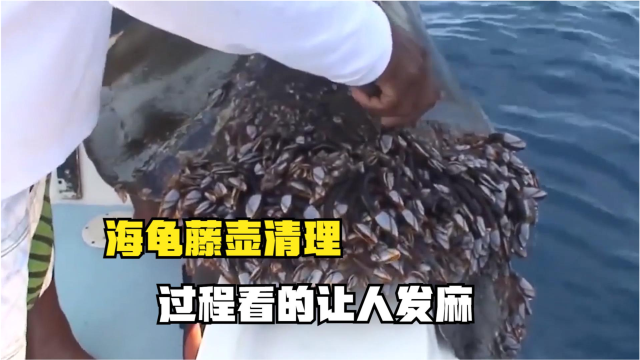 老海龟身上长满藤壶去除过程让人发麻