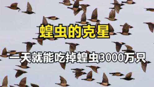 蝗虫的末日来了！新疆找到灭蝗秘诀，20万只粉红椋鸟把蝗虫消灭