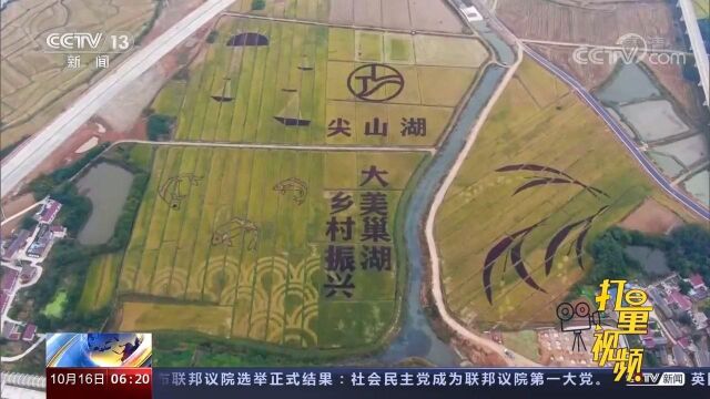 黑龙江垦区15万亩高粱迎来丰收,巢湖发展特色农业助力乡村振兴