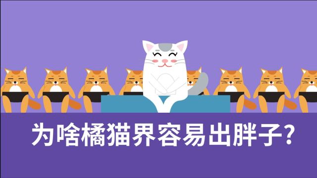 为啥橘猫界容易出胖子