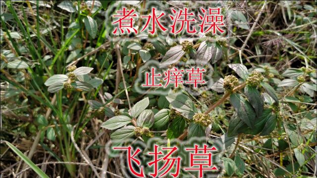 网友找植物“飞扬草”,煮水洗澡的好处了解吗?认识也许能帮助您