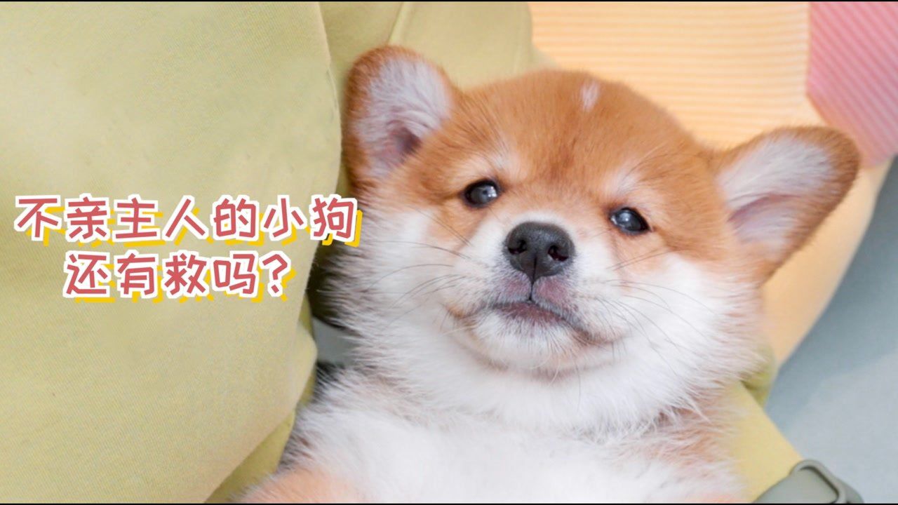 小奶狗的成长_不亲主人的小狗,长大后还有救吗?_高清1080P在线观看平台_腾讯视频