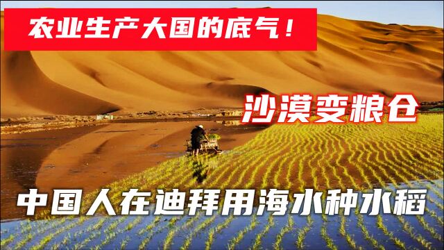 农业生产大国的底气!中国人在迪拜用海水种水稻,沙漠变粮仓