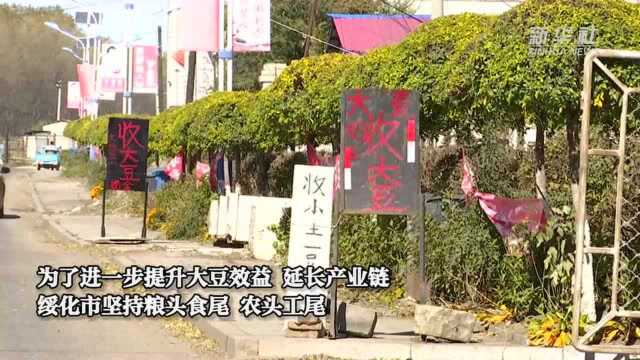 黑龙江绥化:大豆喜迎丰收 收割销售两不误