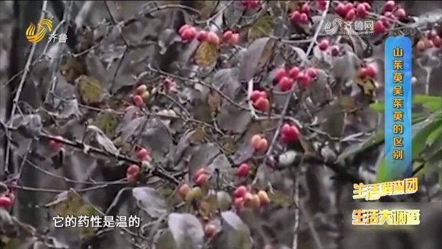 茱萸泡水喝有毒?用对方法才是关键,专家带你详细了解