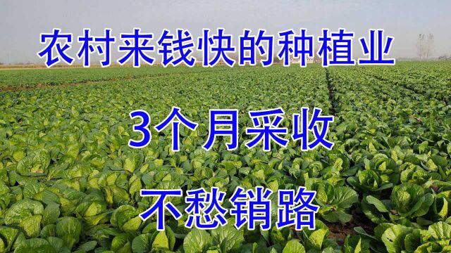 农村赚大钱的种植,亩产12000斤,3个月收入48万,好种又不愁卖