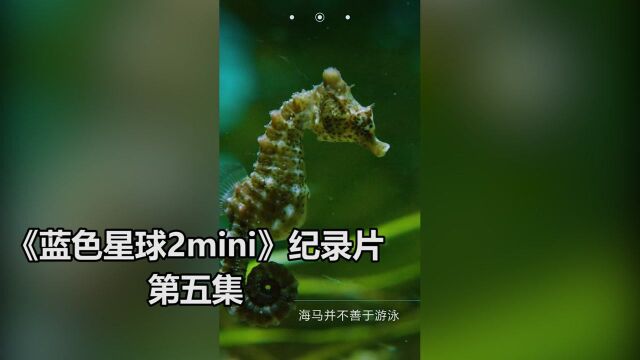 《蓝色星球2mini版》5.海洋中的植物,对于海底生物,又起着怎样奇妙的作用?.纪录片