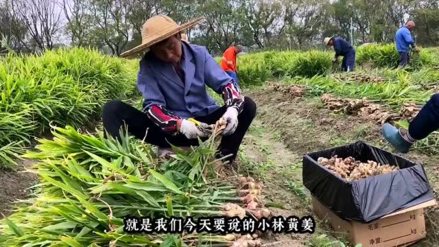 种在良渚遗址上的极品生姜秋收,杭州年轻种姜人一年卖姜800万