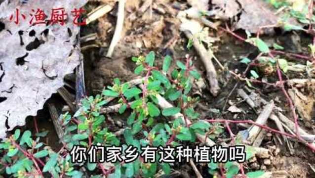 农村常见的地锦草人称“奶浆草”,到底有啥好?涨知识了